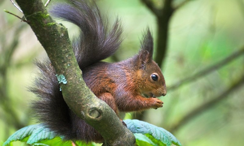 Обои ветка, животное, белка, зверек, хвост, белочка, грызун, branch, animal, protein, tail, squirrel, rodent разрешение 6026x4020 Загрузить