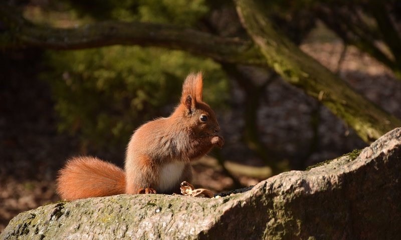 Обои камень, животное, белка, зверек, хвост, белочка, грызун, stone, animal, protein, tail, squirrel, rodent разрешение 2048x1365 Загрузить