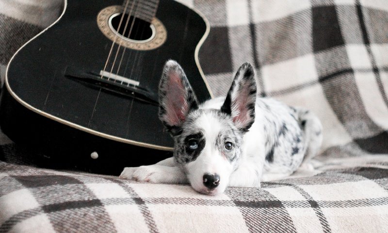 Обои гитара, собака, щенок, бордер-колли, guitar, dog, puppy, the border collie разрешение 3893x2595 Загрузить