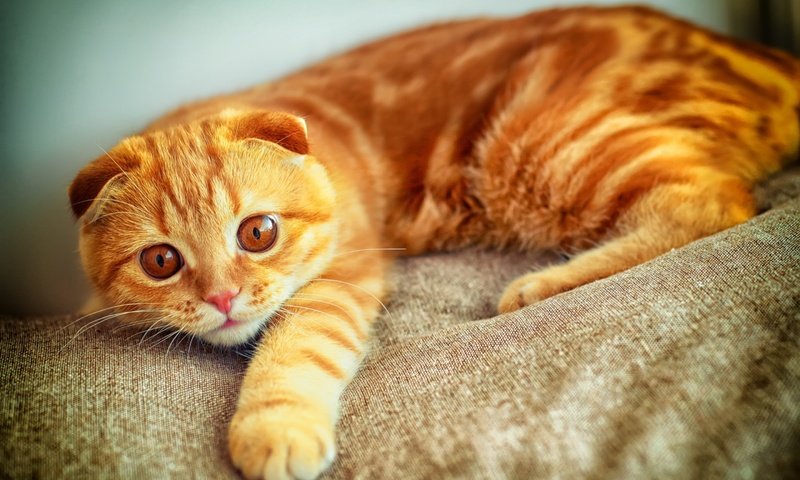Обои глаза, кот, кошка, ушки, рыжий, вислоухий, шотландская вислоухая, eyes, cat, ears, red, fold, scottish fold разрешение 2880x1800 Загрузить