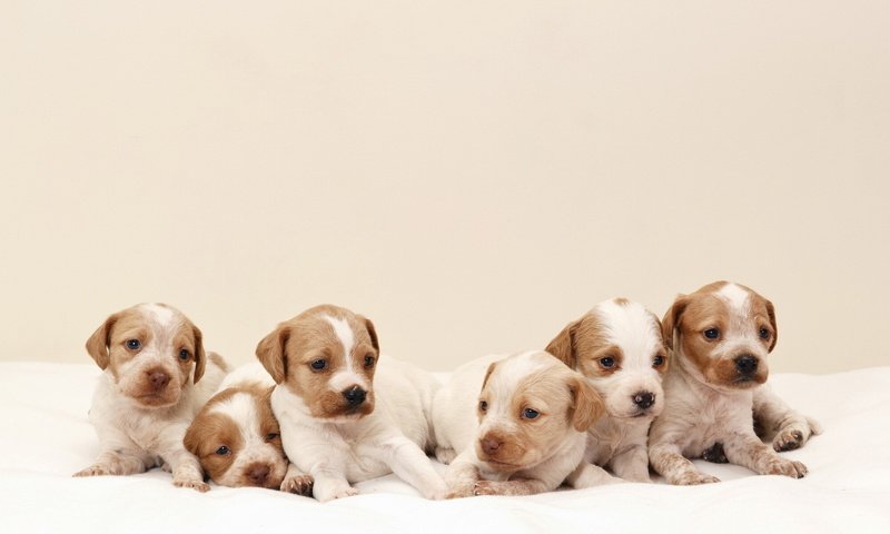 Обои фон, щенки, собаки, background, puppies, dogs разрешение 1920x1200 Загрузить