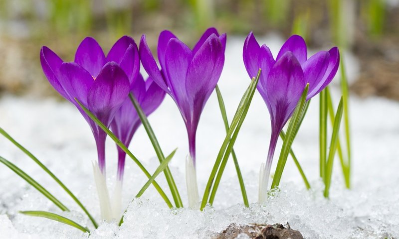 Обои цветы, снег, фиолетовые, крокусы, flowers, snow, purple, crocuses разрешение 4500x3000 Загрузить