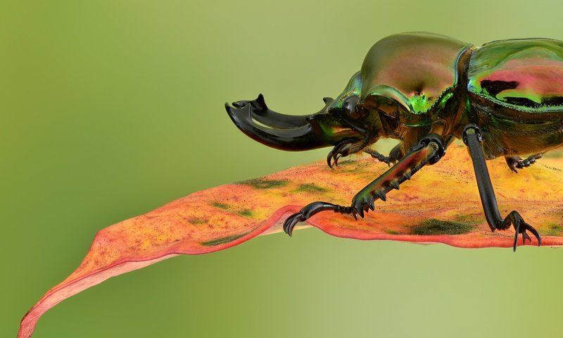 Обои жук, макро, насекомое, фон, лист, радужный, жук-олень, beetle, macro, insect, background, sheet, rainbow, stag beetle разрешение 2048x1367 Загрузить