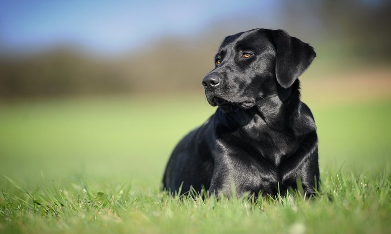 Обои трава, фон, черный, собака, лабрадор-ретривер, grass, background, black, dog, labrador retriever разрешение 5035x2832 Загрузить