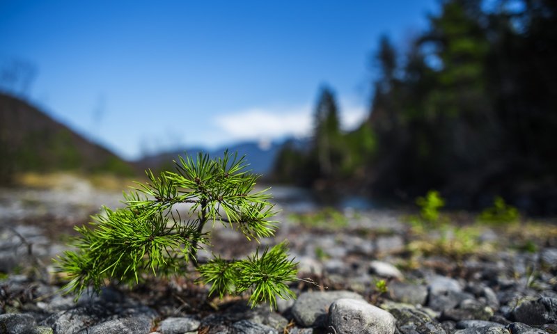 Обои природа, дерево, макро, фон, росток, nature, tree, macro, background, rostock разрешение 6016x4016 Загрузить