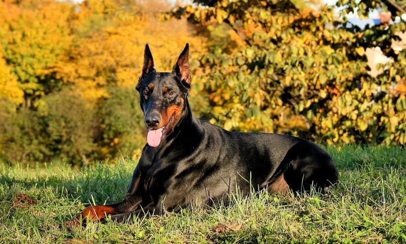 Обои трава, природа, собака, язык, доберман, grass, nature, dog, language, doberman разрешение 2373x1780 Загрузить