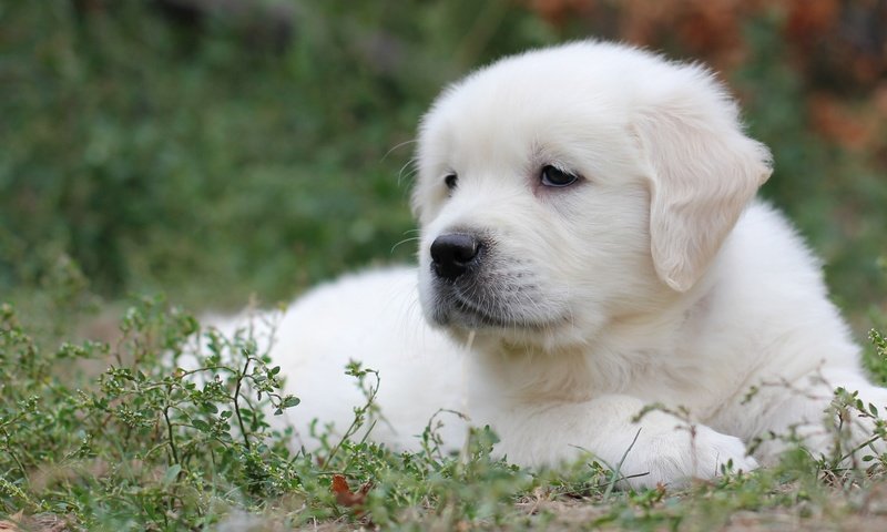 Обои трава, белый, собака, щенок, лабрадор, ретривер, grass, white, dog, puppy, labrador, retriever разрешение 2400x1563 Загрузить