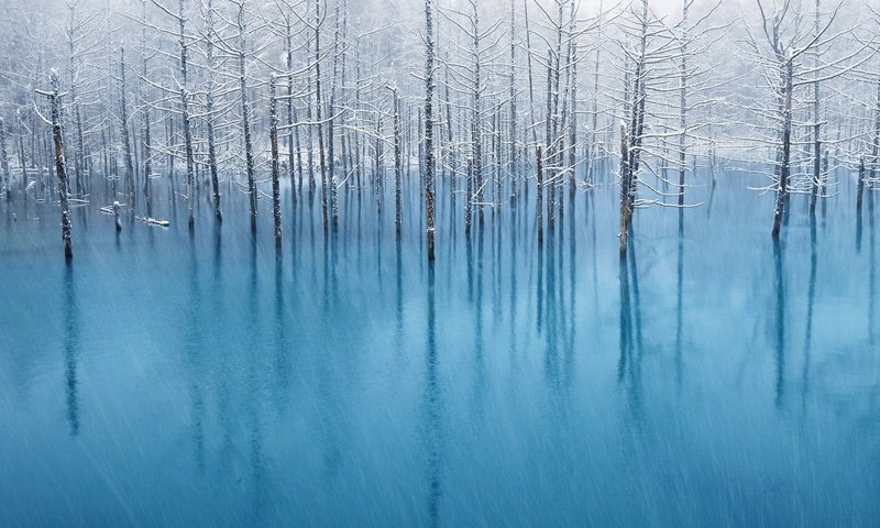 Обои деревья, вода, отражение, пейзаж, иней, наводнение, trees, water, reflection, landscape, frost, flood разрешение 1920x1200 Загрузить