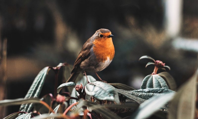 Обои природа, птица, зарянка, малиновка, nature, bird, robin разрешение 4711x3141 Загрузить