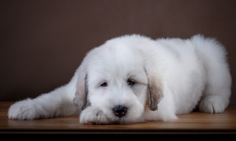 Обои белый, собака, щенок, лабрадор, ретривер, white, dog, puppy, labrador, retriever разрешение 3300x2173 Загрузить