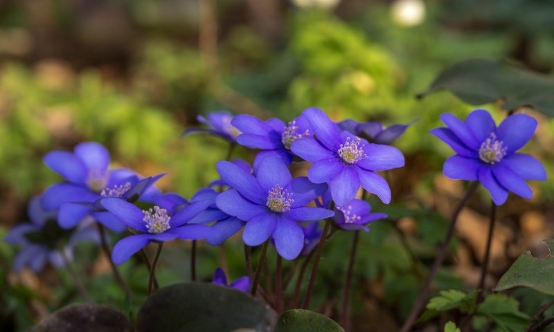 Обои цветы, лепестки, стебли, боке, анемона, ветреница, flowers, petals, stems, bokeh, anemone разрешение 2048x1280 Загрузить