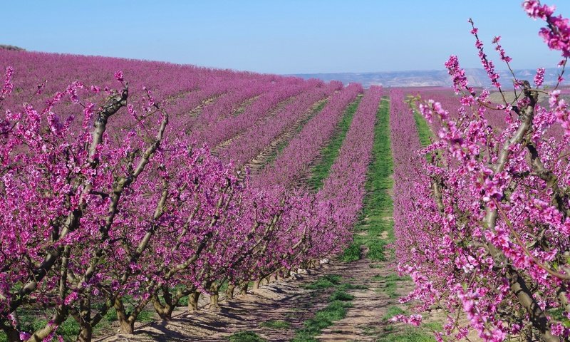 Обои цветение, сад, весна, испания, абрикосы, flowering, garden, spring, spain, apricots разрешение 2048x1229 Загрузить