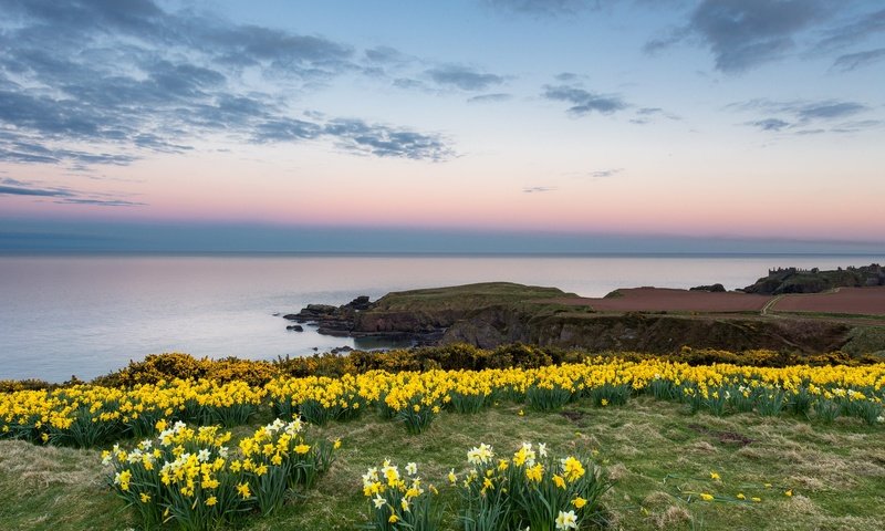 Обои небо, цветы, облака, берег, море, горизонт, нарциссы, the sky, flowers, clouds, shore, sea, horizon, daffodils разрешение 2048x1152 Загрузить