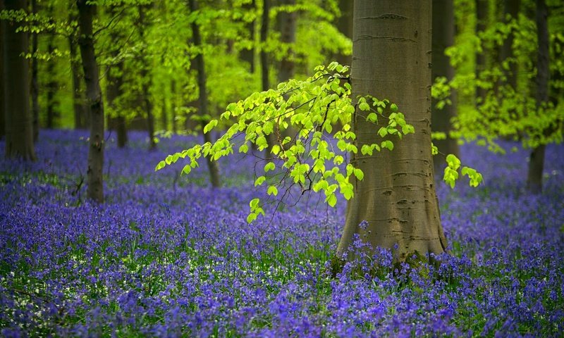 Обои цветы, деревья, лес, весна, колокольчики, бельгия, flowers, trees, forest, spring, bells, belgium разрешение 2048x1212 Загрузить