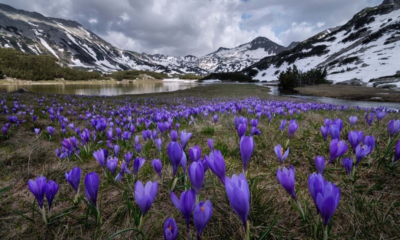 Обои небо, цветы, облака, горы, снег, природа, крокусы, the sky, flowers, clouds, mountains, snow, nature, crocuses разрешение 2048x1496 Загрузить