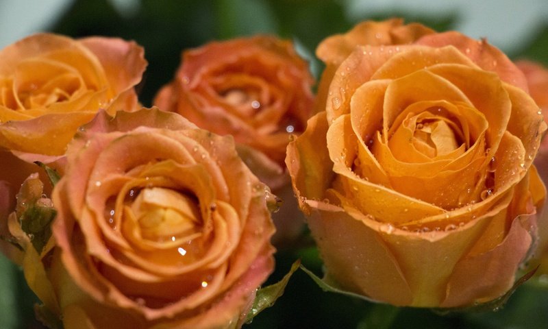 Обои цветы, листья, капли, розы, букет, flowers, leaves, drops, roses, bouquet разрешение 5184x3456 Загрузить