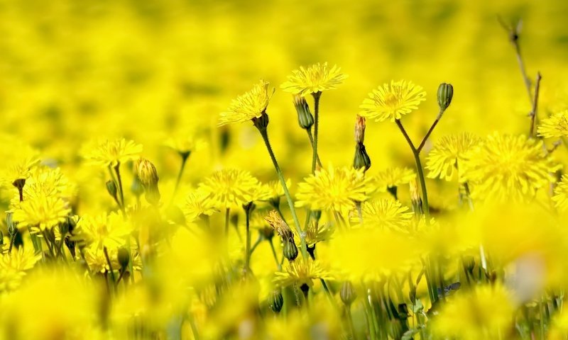 Обои цветы, природа, лето, желтые, полевые цветы, flowers, nature, summer, yellow, wildflowers разрешение 2560x1731 Загрузить