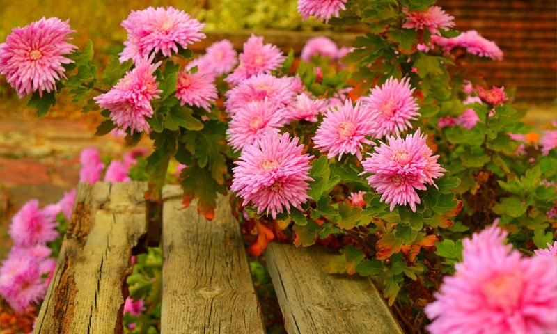 Обои цветы, скамейка, розовые, астры, flowers, bench, pink, asters разрешение 3002x1997 Загрузить