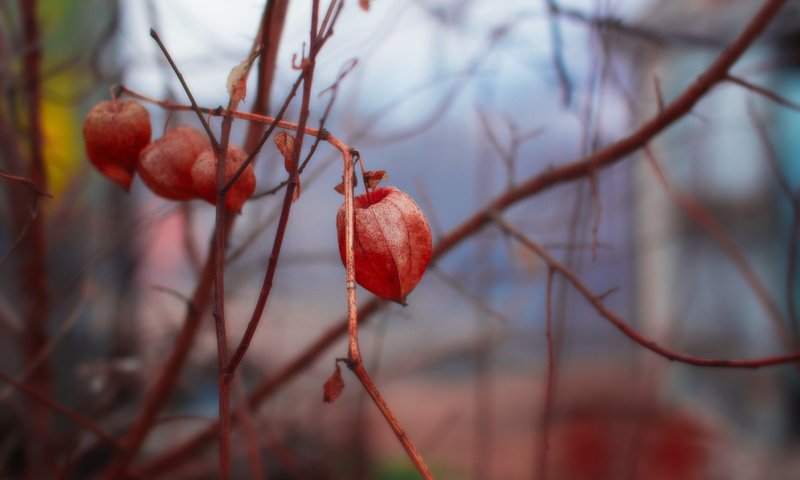 Обои цветы, природа, фон, ветки, весна, физалис, flowers, nature, background, branches, spring, physalis разрешение 5472x3648 Загрузить