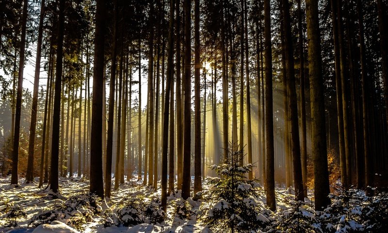 Обои деревья, снег, лес, зима, солнечный свет, trees, snow, forest, winter, sunlight разрешение 2048x1366 Загрузить