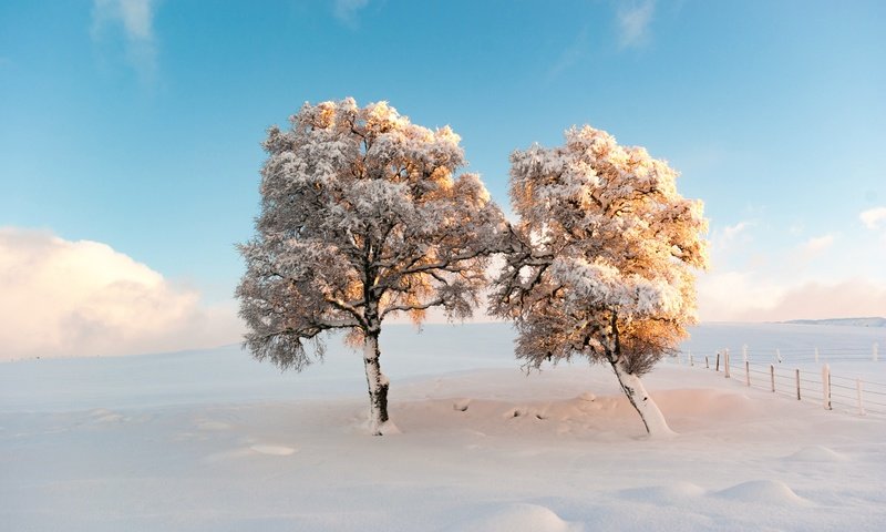 Обои небо, деревья, снег, зима, утро, мороз, the sky, trees, snow, winter, morning, frost разрешение 2500x1674 Загрузить