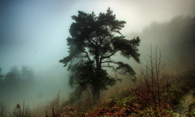 Обои деревья, лес, утро, туман, trees, forest, morning, fog разрешение 5184x3456 Загрузить