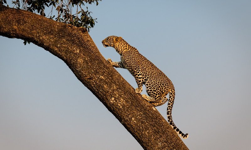 Обои дерево, леопард, хищник, дикая кошка, tree, leopard, predator, wild cat разрешение 2000x1414 Загрузить