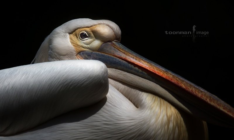 Обои фон, птица, клюв, черный фон, пеликан, background, bird, beak, black background, pelican разрешение 2048x1367 Загрузить