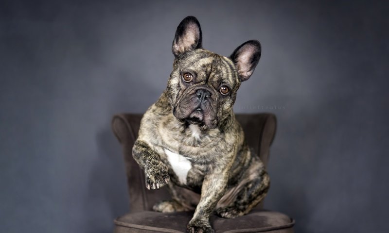 Обои фон, взгляд, собака, французский бульдог, background, look, dog, french bulldog разрешение 2560x1707 Загрузить