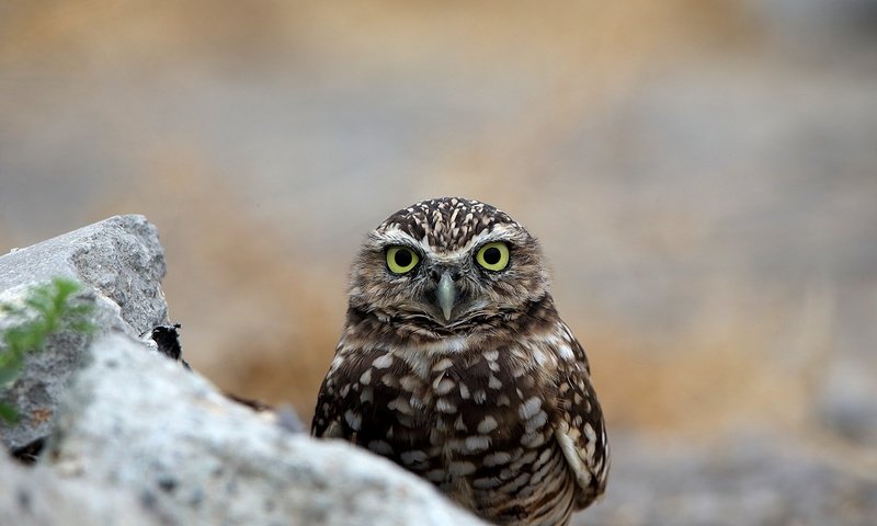 Обои глаза, сова, птица, клюв, перья, eyes, owl, bird, beak, feathers разрешение 2000x1333 Загрузить