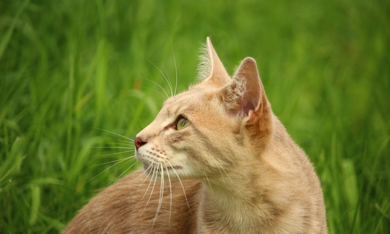 Обои глаза, трава, кот, кошка, животное, eyes, grass, cat, animal разрешение 5184x3456 Загрузить