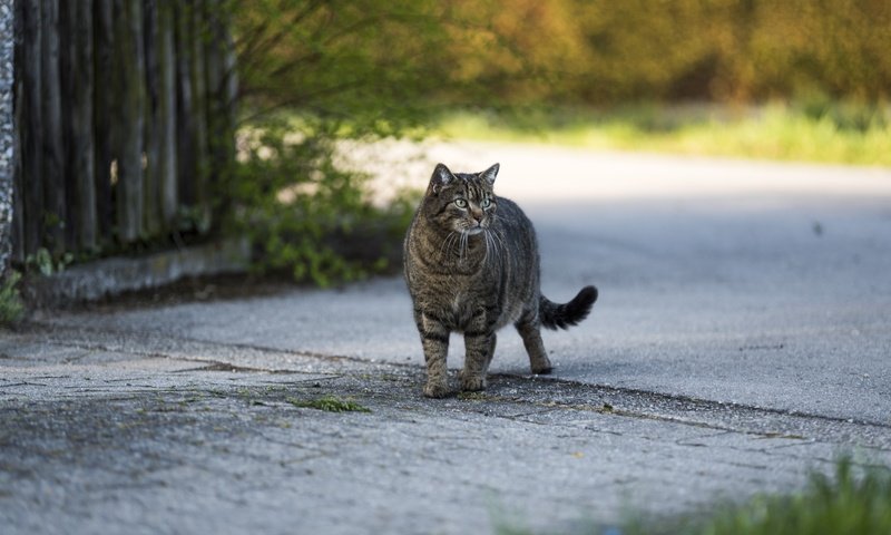 Обои кот, кошка, взгляд, серый, улица, cat, look, grey, street разрешение 6016x4016 Загрузить