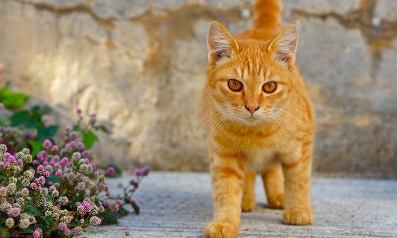 Обои глаза, рыжий кот, цветы, клевер, кот, мордочка, кошка, взгляд, котенок, лапки, legs, eyes, red cat, flowers, clover, cat, muzzle, look, kitty разрешение 1980x1242 Загрузить