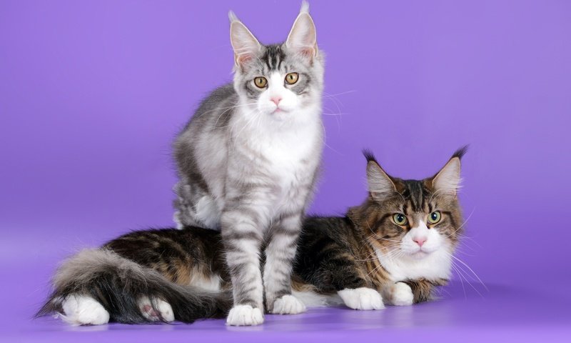 Обои коты, кошки, уши, мейн-кун, cats, ears, maine coon разрешение 2100x1310 Загрузить