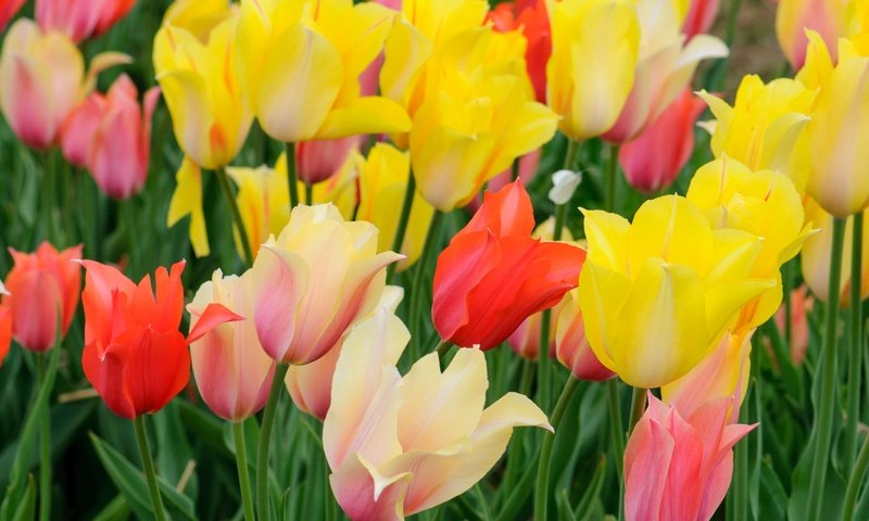 Обои цветы, лепестки, луг, весна, тюльпаны, flowers, petals, meadow, spring, tulips разрешение 2048x1369 Загрузить
