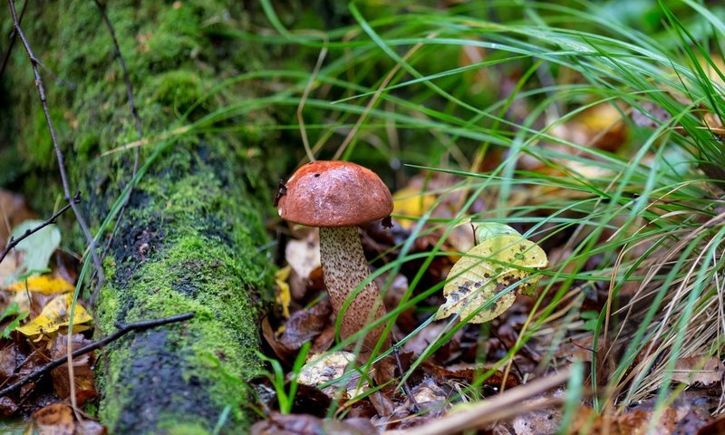 Обои трава, природа, листья, осень, гриб, мох, подосиновик, grass, nature, leaves, autumn, mushroom, moss, boletus разрешение 2400x1600 Загрузить