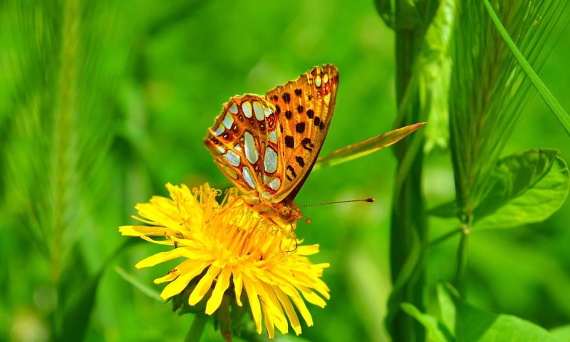 Обои желтый, макро, насекомое, цветок, бабочка, одуванчик, yellow, macro, insect, flower, butterfly, dandelion разрешение 3000x1847 Загрузить