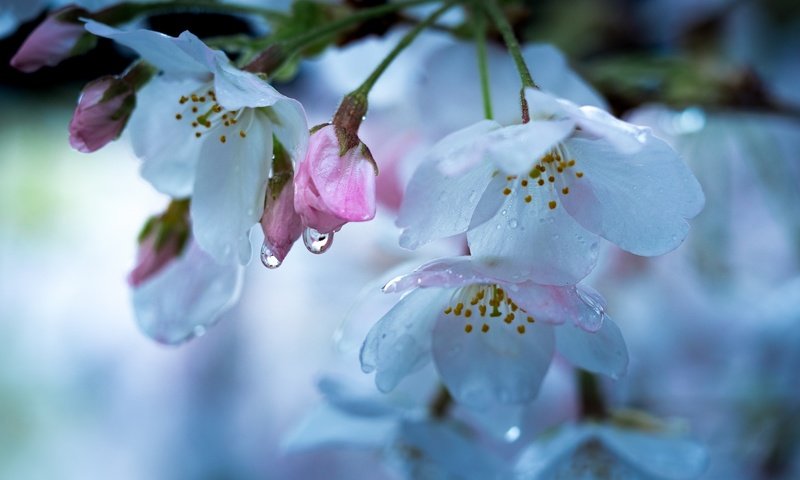 Обои цветение, макро, капли, весна, вишня, flowering, macro, drops, spring, cherry разрешение 2048x1280 Загрузить