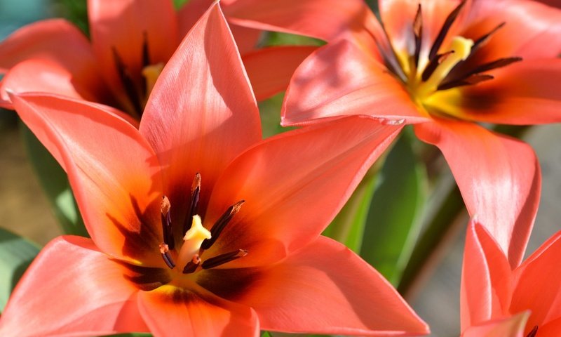 Обои цветы, макро, лепестки, весна, тюльпаны, flowers, macro, petals, spring, tulips разрешение 2048x1348 Загрузить