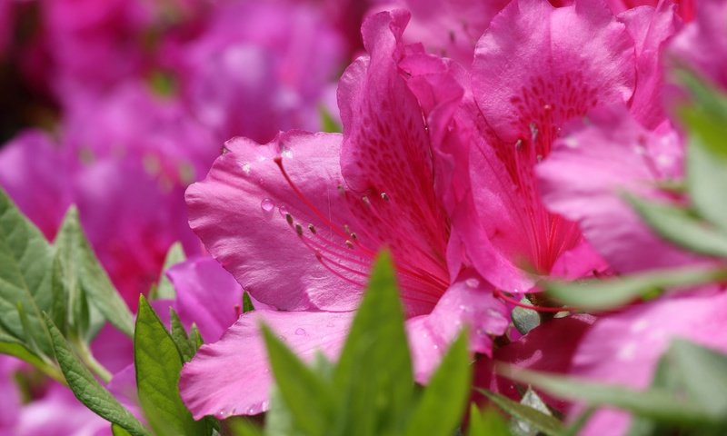 Обои цветы, макро, розовые, азалия, рододендрон, flowers, macro, pink, azalea, rhododendron разрешение 2048x1365 Загрузить
