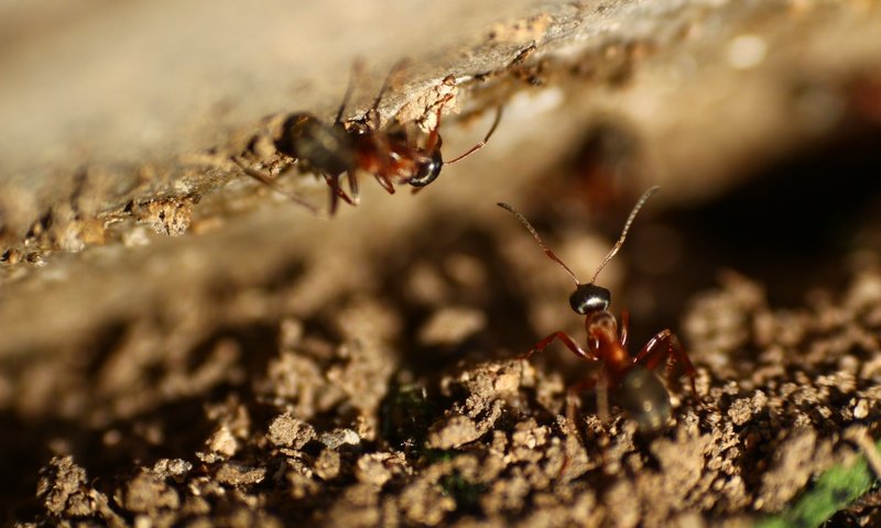 Обои насекомые, усики, муравьи, insects, antennae, ants разрешение 1920x1280 Загрузить