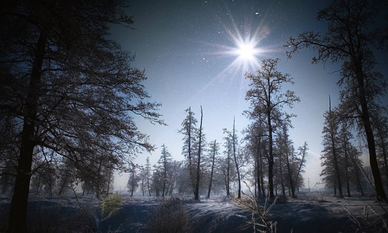 Обои ночь, деревья, снег, лес, пейзаж, night, trees, snow, forest, landscape разрешение 2560x1920 Загрузить