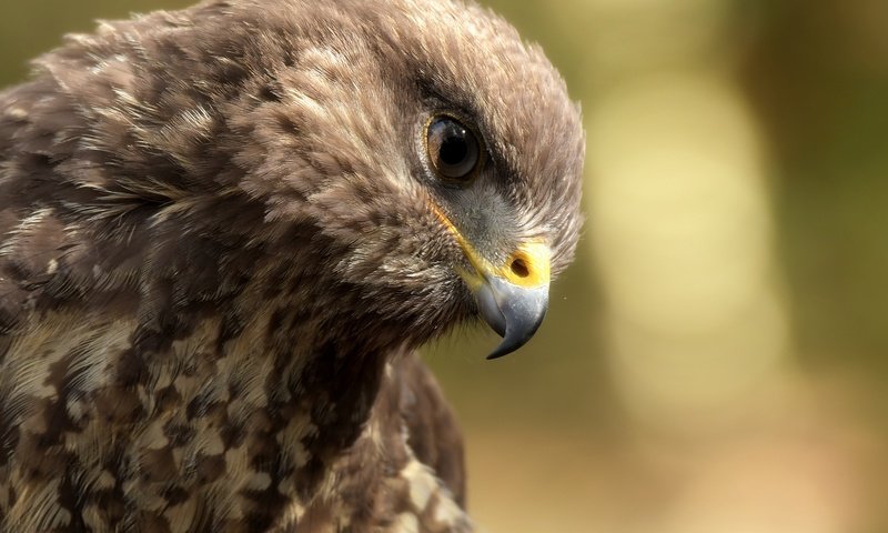 Обои орел, птица, клюв, перья, eagle, bird, beak, feathers разрешение 5568x3712 Загрузить