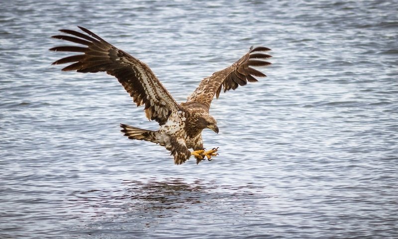 Обои полет, орел, хищник, птица, flight, eagle, predator, bird разрешение 1920x1200 Загрузить