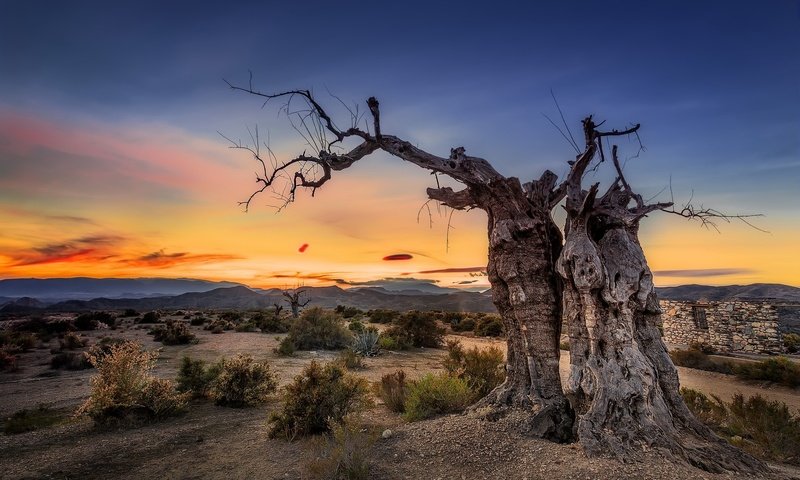 Обои небо, природа, дерево, закат, manolo garcía (turrican), the sky, nature, tree, sunset разрешение 2048x1365 Загрузить