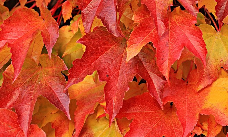 Обои природа, листья, листва, осень, лист, клен, nature, leaves, foliage, autumn, sheet, maple разрешение 6000x4000 Загрузить