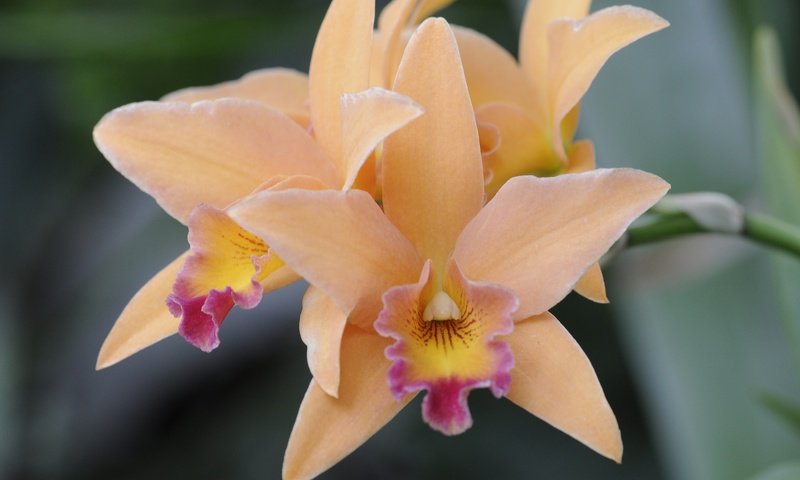 Обои цветы, природа, макро, лепестки, орхидея, flowers, nature, macro, petals, orchid разрешение 2048x1360 Загрузить