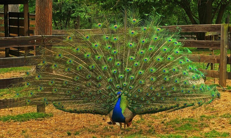 Обои природа, птица, павлин, перья, хвост, оперение, nature, bird, peacock, feathers, tail разрешение 2048x1253 Загрузить