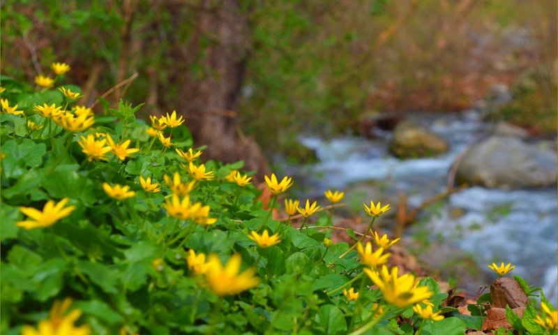 Обои цветы, природа, ручей, весна, лютик, желтые цветы, flowers, nature, stream, spring, buttercup, yellow flowers разрешение 3004x1905 Загрузить