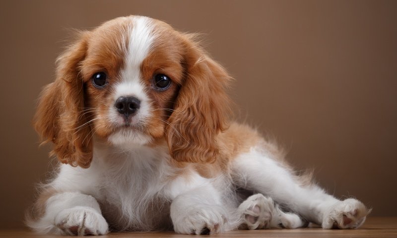 Обои собака, щенок, уши, порода, спаниель, кавалер-кинг-чарльз-спаниель, dog, puppy, ears, breed, spaniel, cavalier-king-charles-spaniel разрешение 3000x1912 Загрузить